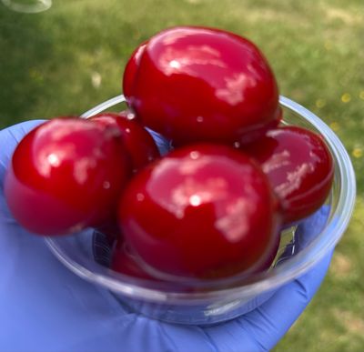 Candy Apple Grapes