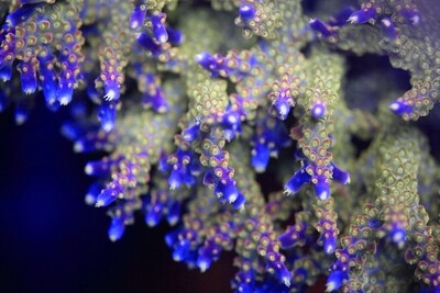Acropora
