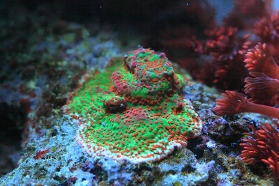 Montipora