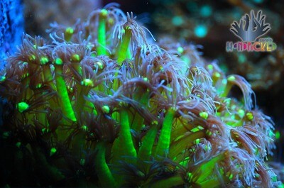 Goniopora