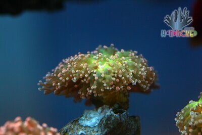 Euphyllia