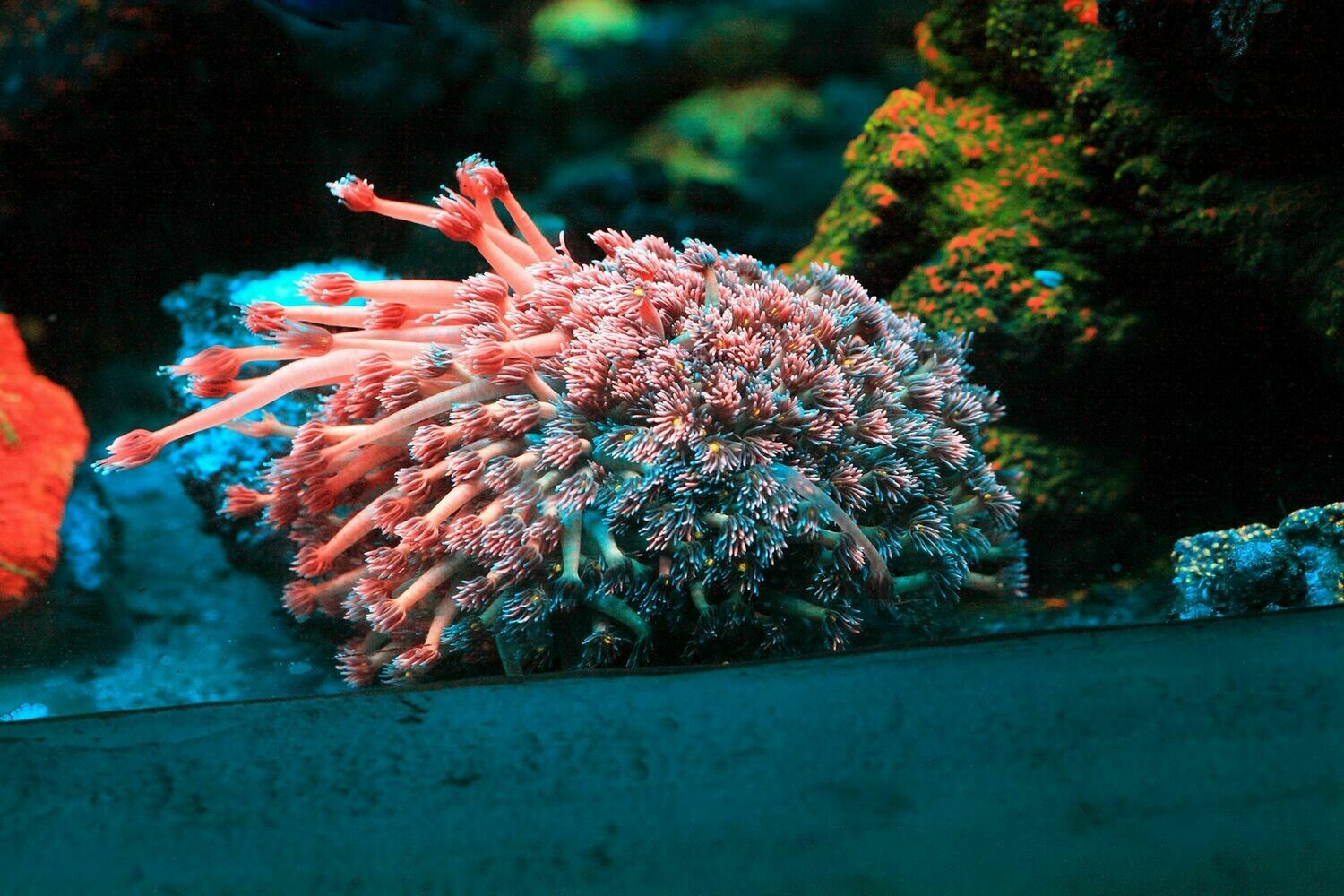 Frag Twinkling stars goniopora