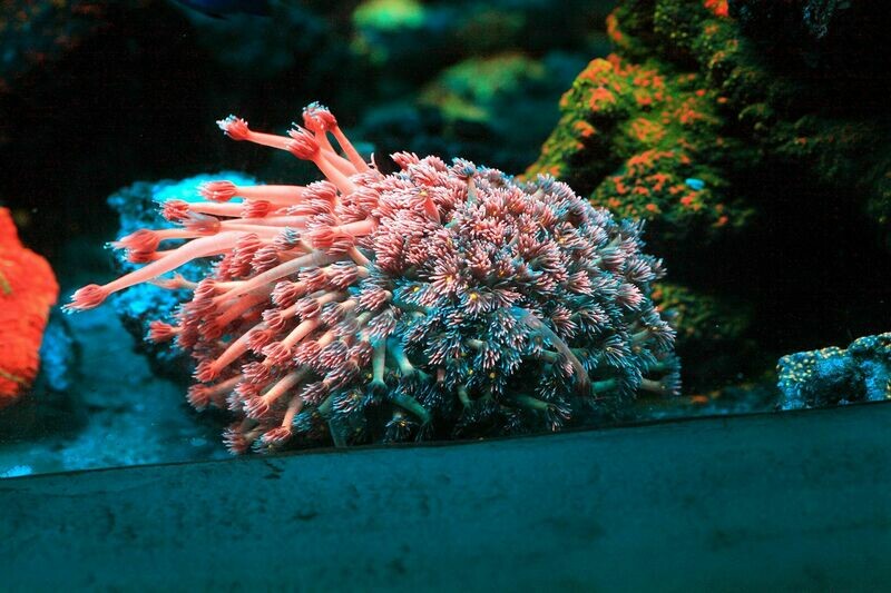Frag Twinkling stars goniopora