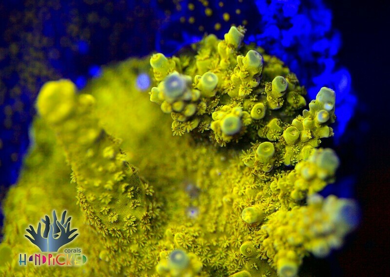 Yellow tort