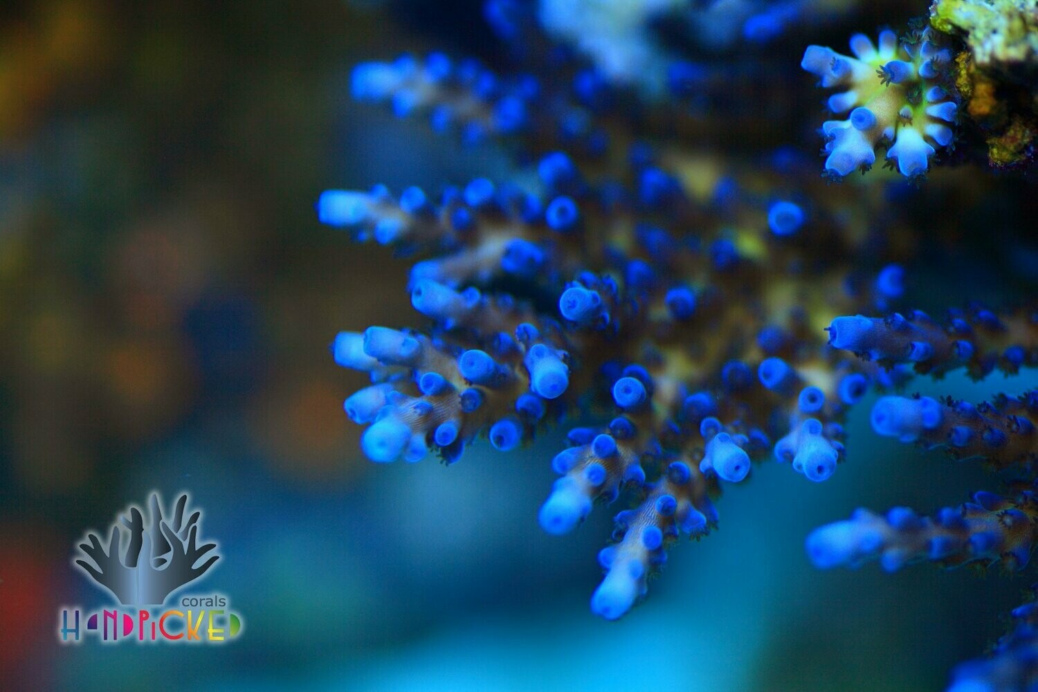 Blue lime Acropora