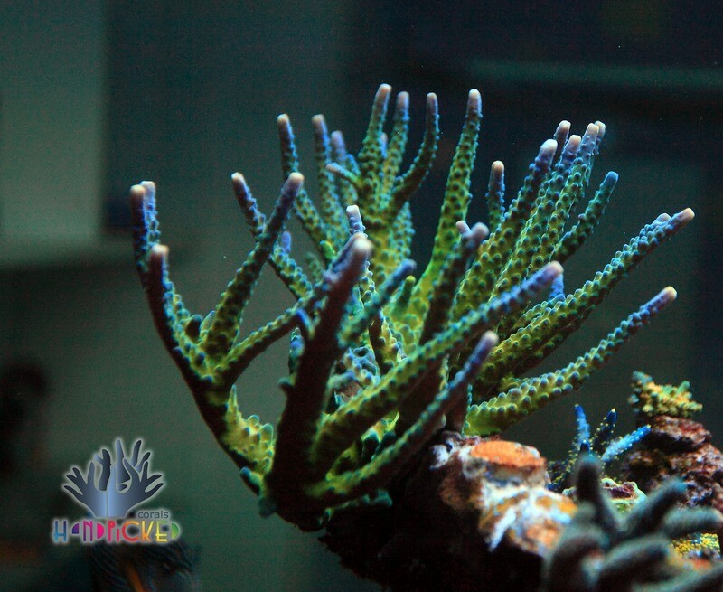 Skyscraper acropora
