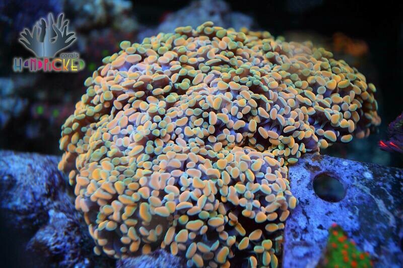 Pearl gold branching hammer