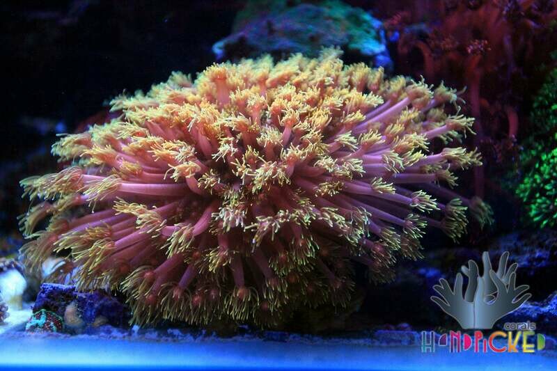 Frag Goniopora long tentacles