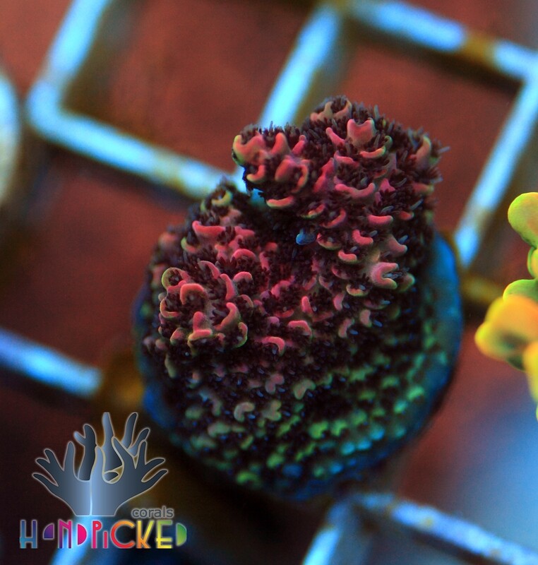 Acropora Frutopia