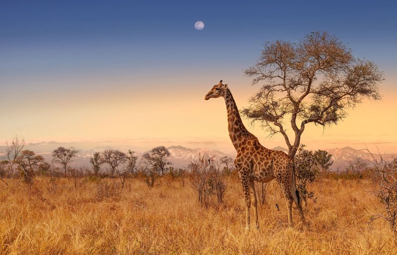 AFRIQUE DU SUD 12 JOURS - COULEURS D’AFRIQUE (Dont réserve privée)