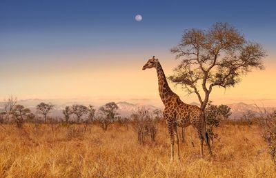 AFRIQUE DU SUD 12 JOURS - COULEURS D’AFRIQUE (Dont réserve privée)