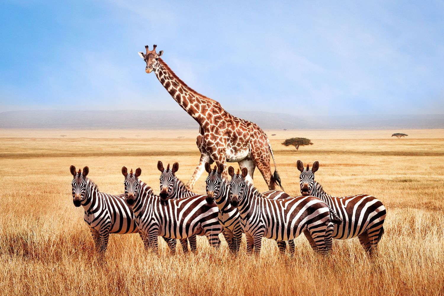 AFRIQUE DU SUD 10 JOURS – SAFARI & NATURE (Dont réserve privée)