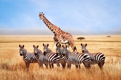 AFRIQUE DU SUD 10 JOURS – SAFARI & NATURE (Dont réserve privée)