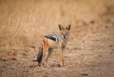 AFRIQUE DU SUD 10 JOURS – TERRES SAUVAGES