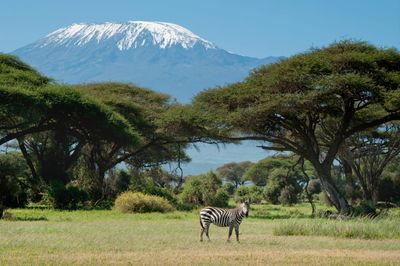 Zèbre au Kenya avec le Kilimanjaro en arrière-plan