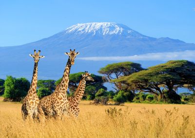 Parc national au Kenya avec des girafes