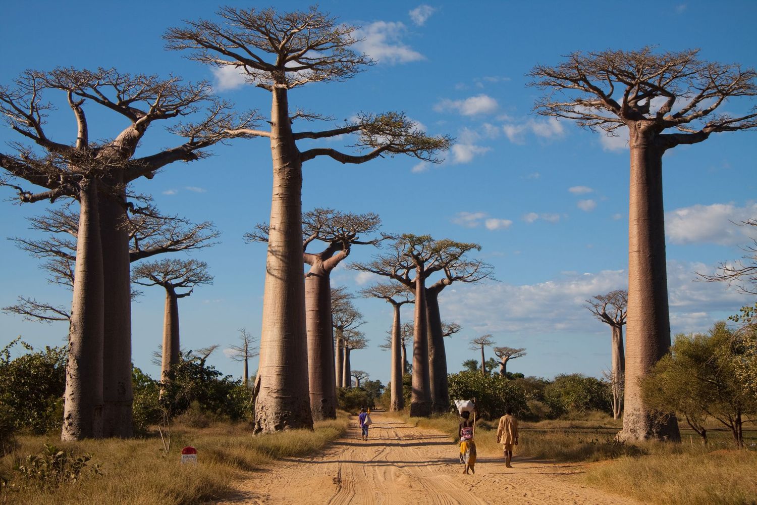 Allée de baobabs à Madagascar