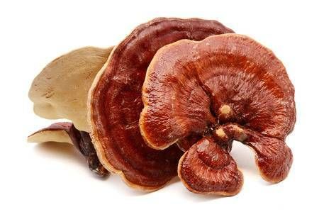 Лечебные грибы кордицепс, рейши, антродия, агарик и др.