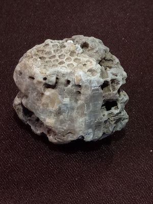 Fossilized Honeycomb