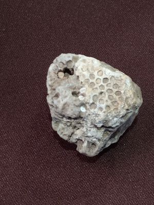 Fossilized Honeycomb