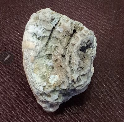 Fossilized Honeycomb