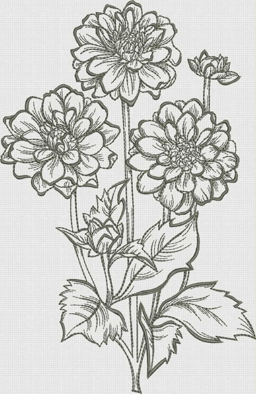 Георгин цветок рисунок карандашом