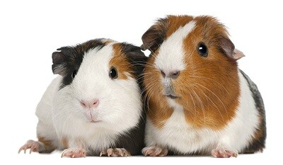 COBAYA