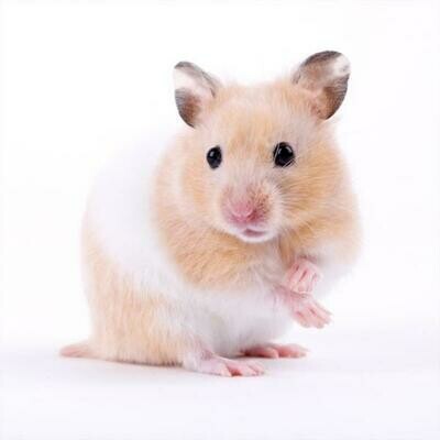 HAMSTER