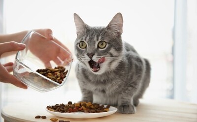 COMIDA SECA
