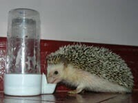 Bebedero plástico DUVO para aves, erizos o hamster  100ml