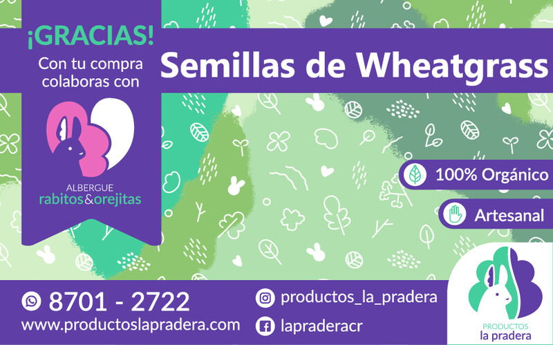 Semillas de trigo para germinar ( wheatgrass)