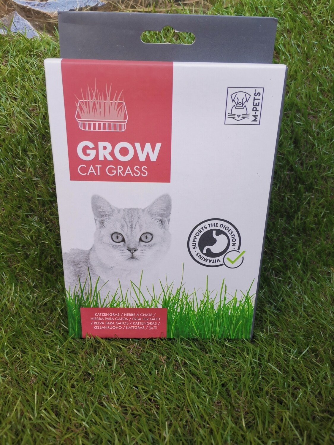 Hierba fresca para gatos 🌾