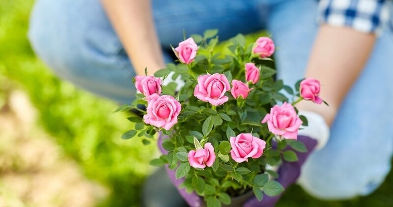 Snack Heno Timohy  con rosas silvestres 