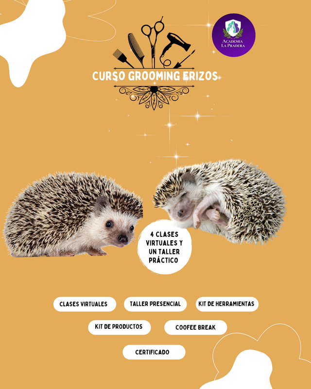 Curso grooming de erizos africanos
