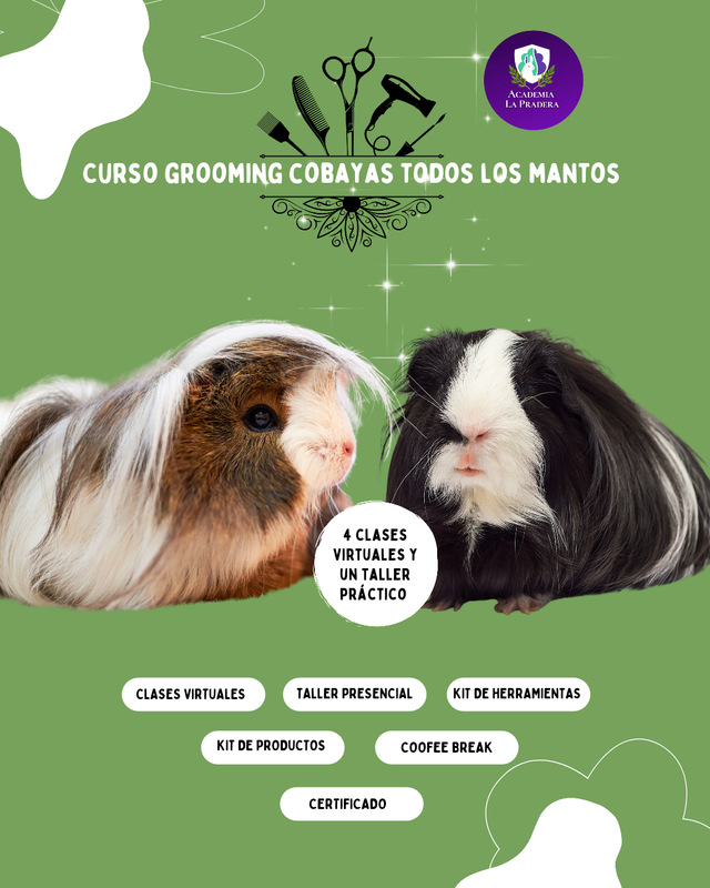 Curso grooming cobayas todos los mantos