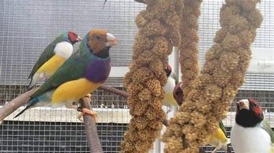 ALIMENTOS Y SNACKS