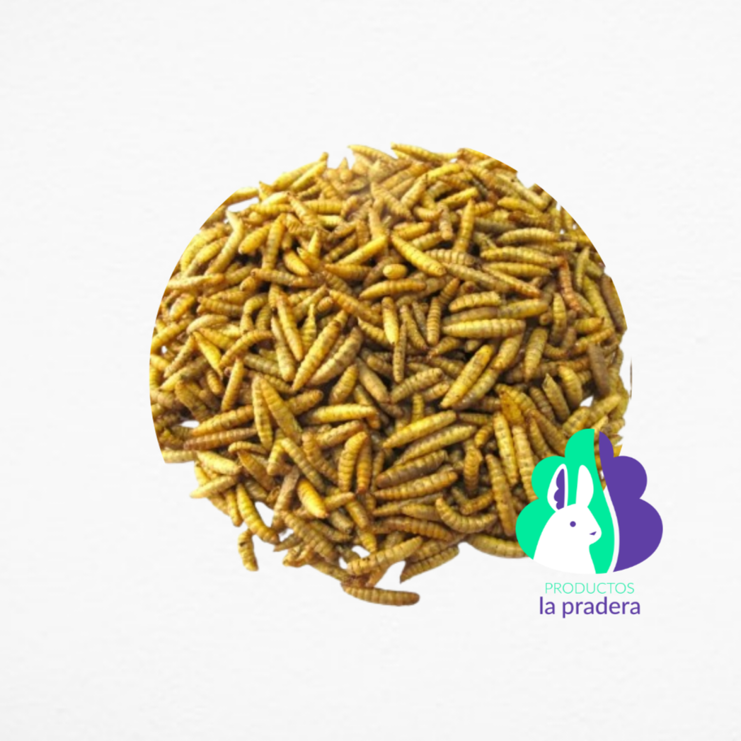 Larvas de mosca soldado negra deshidratas