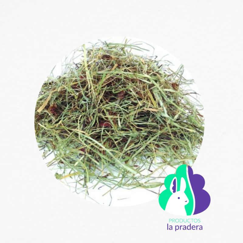 Heno Premium y Timothy con Jamaica