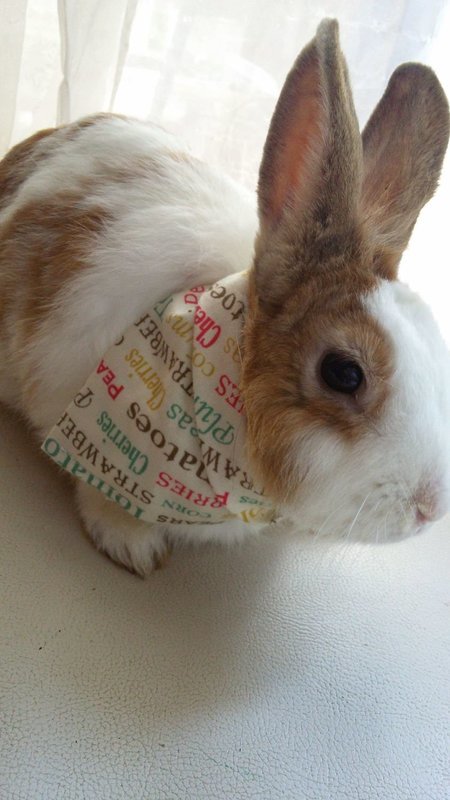 Bandana para mascotas