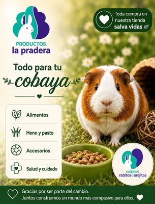 Cobayas
