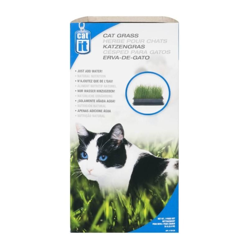 Hierba fresca para gatos 🌾