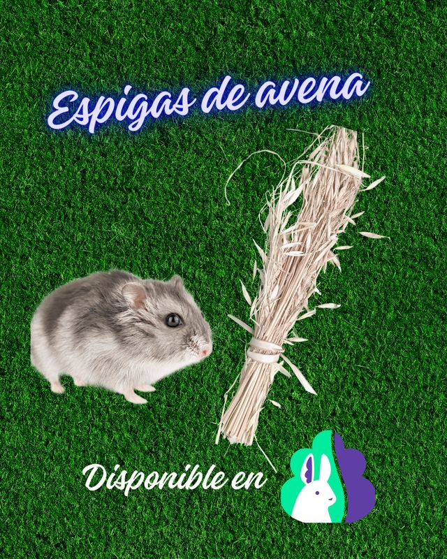 Snack de espiga de avena 