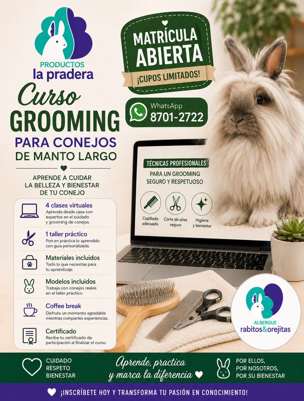 Curso grooming conejos manto largo
