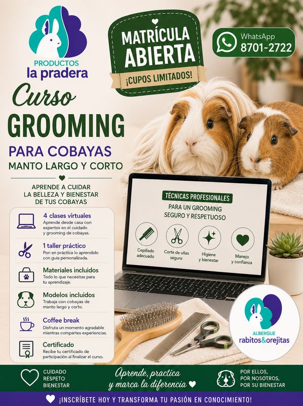 Curso grooming cobayas todos los mantos