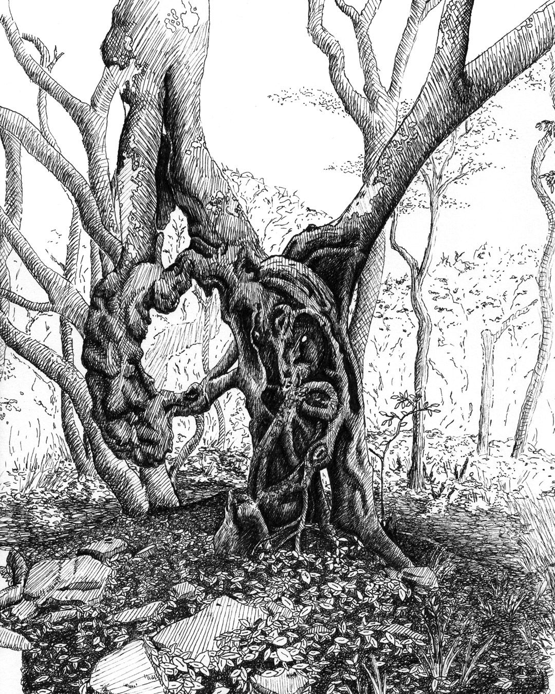 Craggy Gardens Trail: Tree