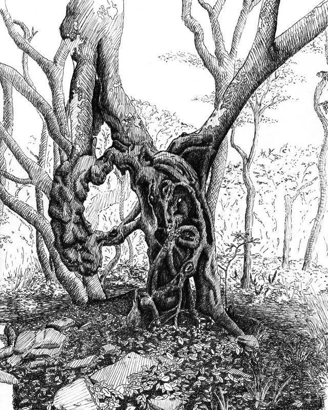 Craggy Gardens Trail: Tree