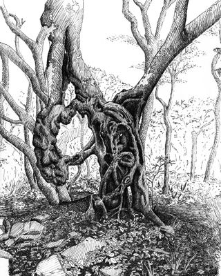 Craggy Gardens Trail: Tree