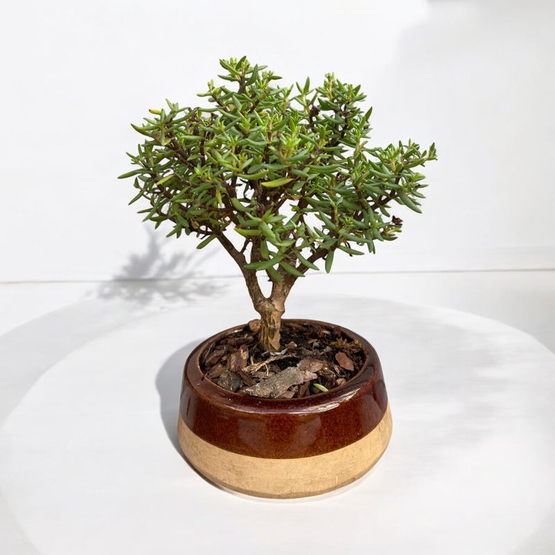 Crassula Sarcocaulis Succulent