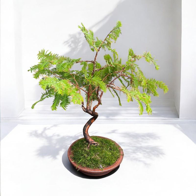 Metasequoia Dawn Redwood