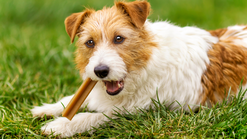 Pet Product (Sample Product)